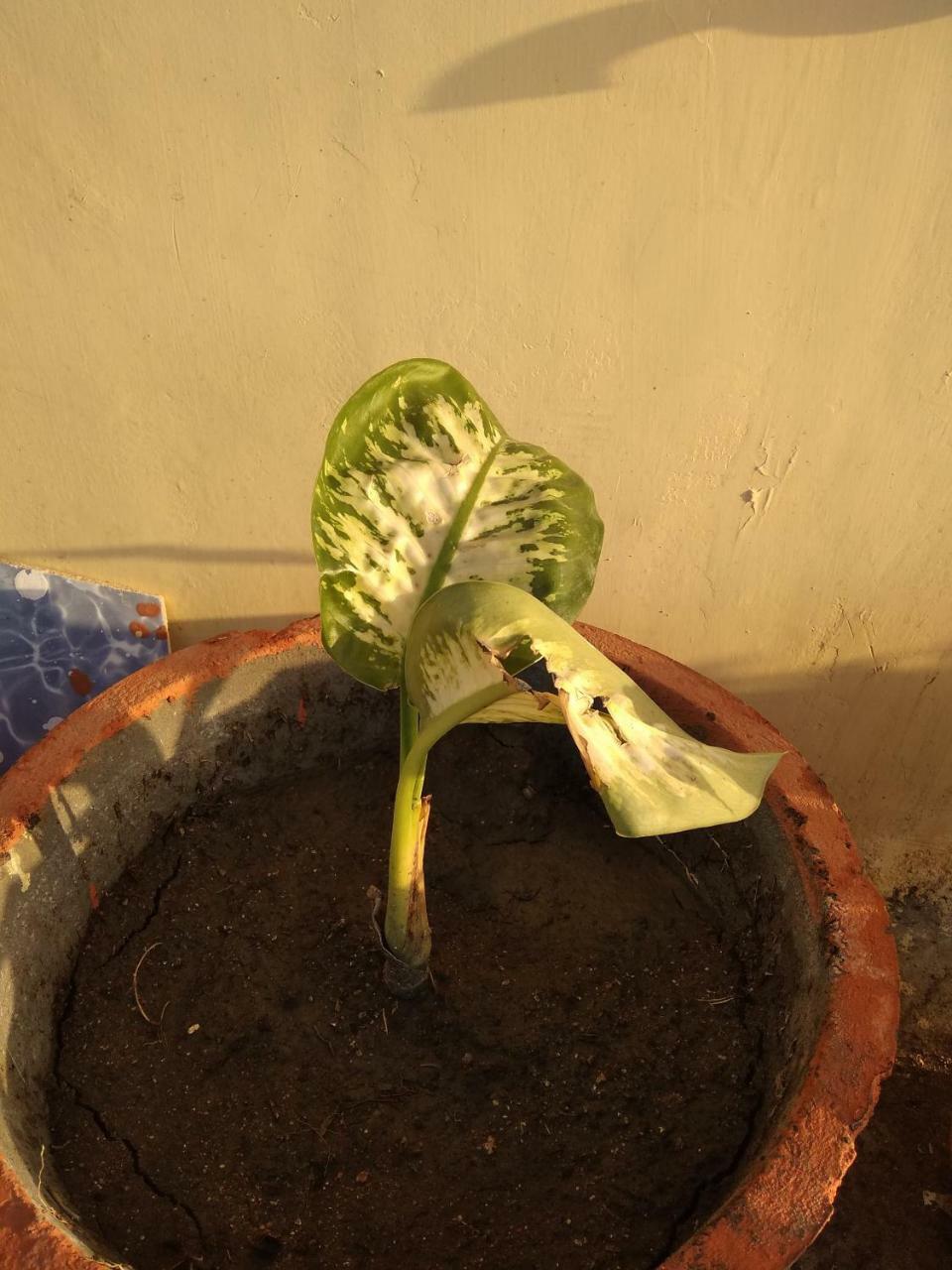 Shree Ram Homestay Orchha Eksteriør bilde