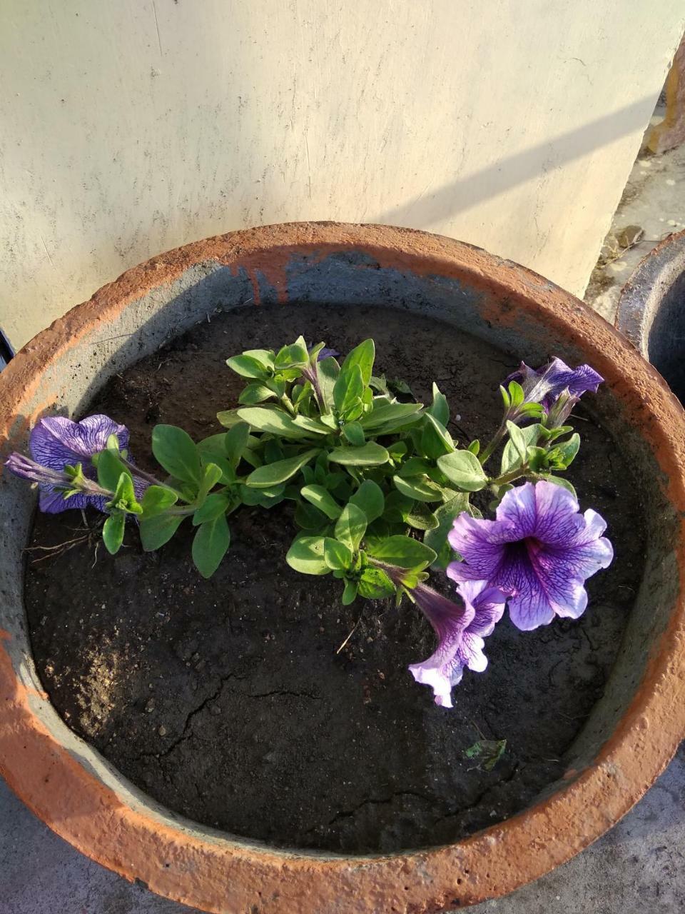Shree Ram Homestay Orchha Eksteriør bilde