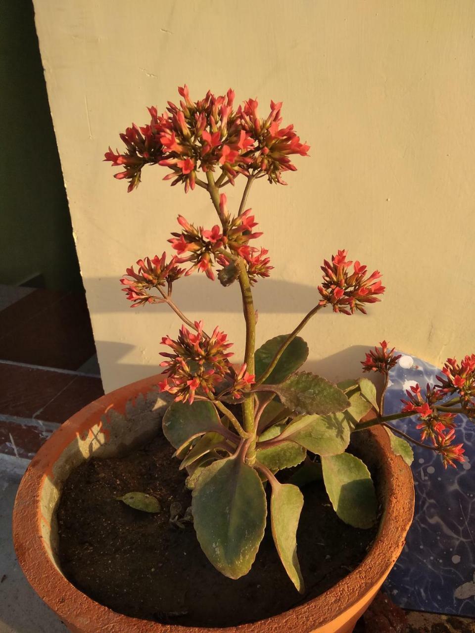 Shree Ram Homestay Orchha Eksteriør bilde